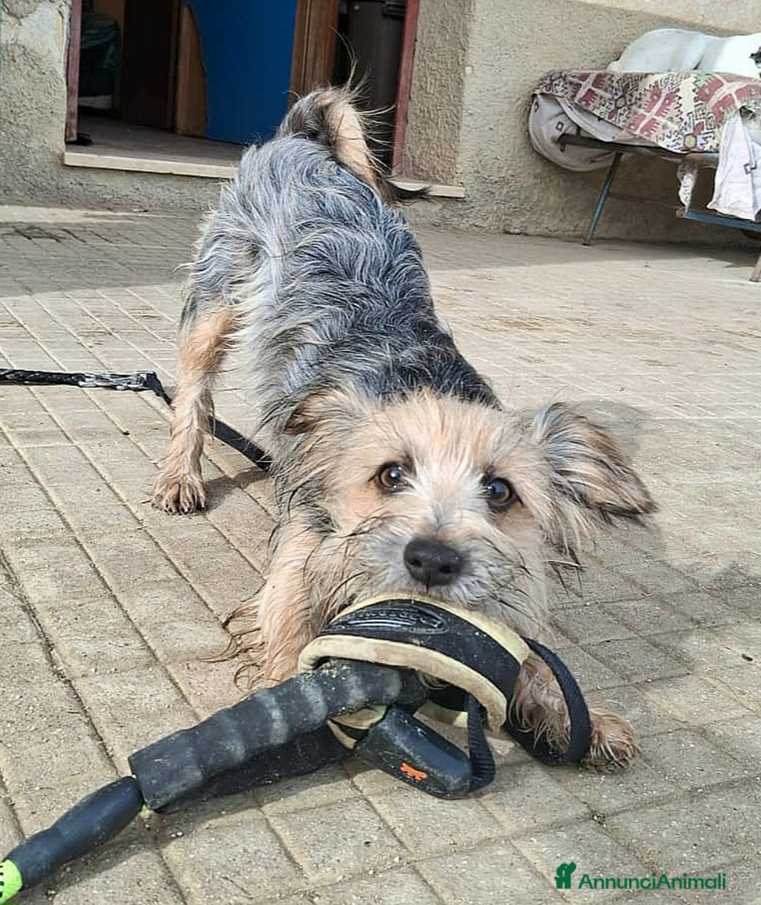 Meticcio cani in regalo: Weeny e Withcy 7 mesi taglia mini - Annuncio 1