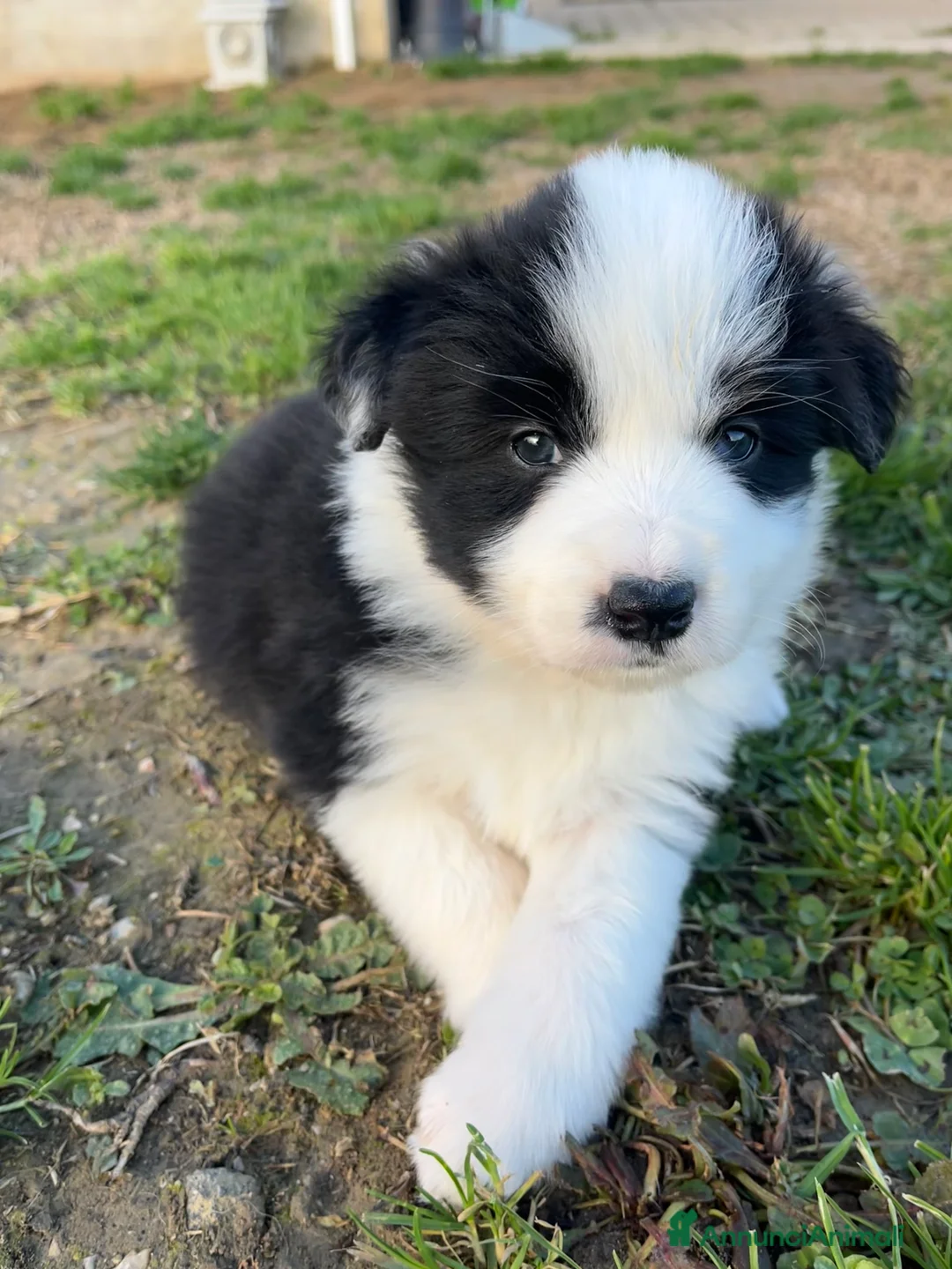 Border Collie cani in vendita: Ultime 2 Cuccioline border collie  - Annuncio 4