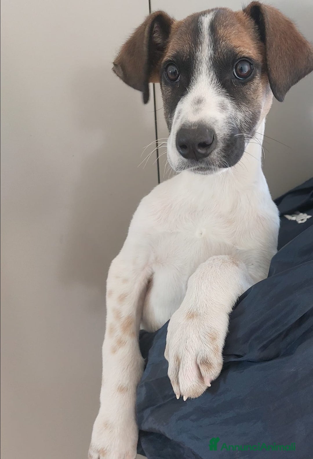 Meticcio cani in regalo: Micky cucciolo adorabile - Annuncio 2