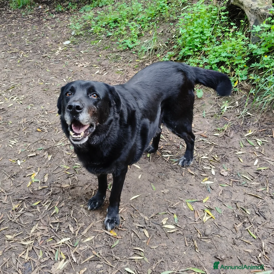 Meticcio cani in regalo: Bryan cerca casa 🏠 - Annuncio 6