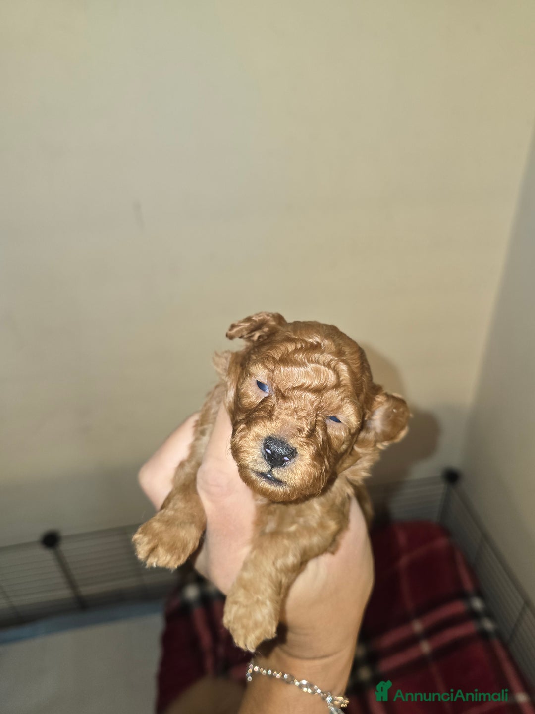 Barboncino Toy cani in vendita: VENDO CUCCIOLI DI BARBONCINO TOY - Annuncio 15