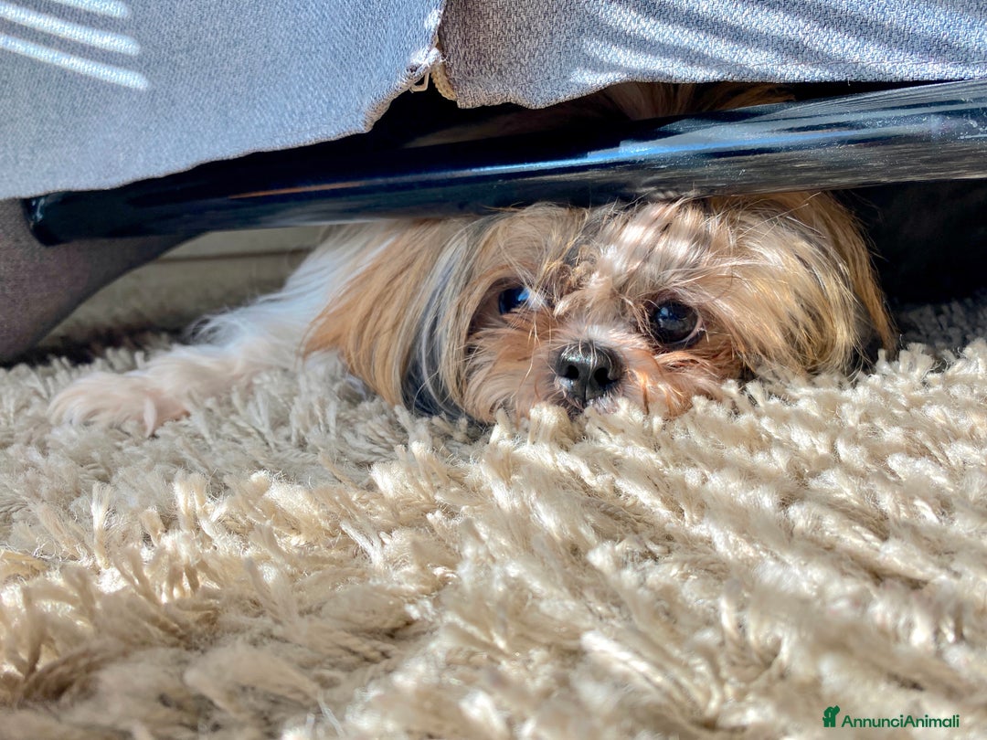 Shih Tzu cani in vendita: cuccioli di Shitzu - Annuncio 5