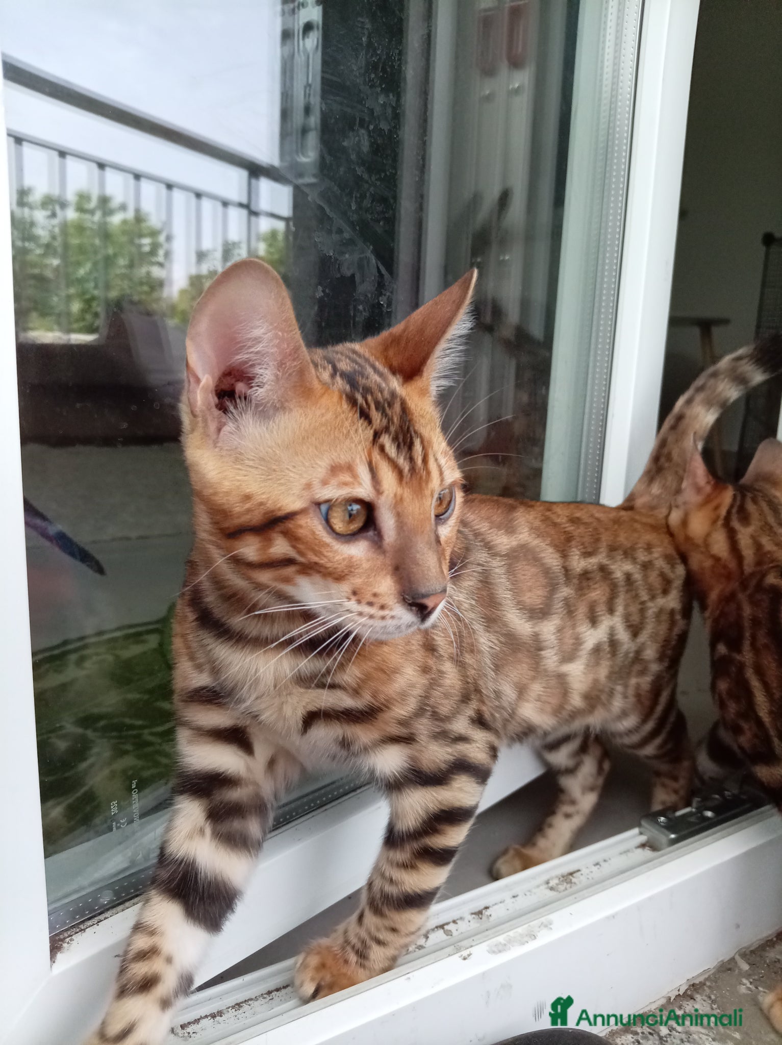 Bengala gatti Cucciolo Bengala affettuosi e giocherelloni - Annuncio 1