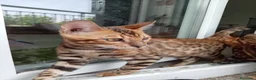 Bengala gatti in vendita: Cucciolo Bengala affettuosi e giocherelloni - Annuncio 1