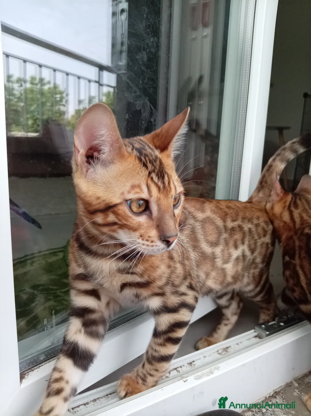 Bengala gatti in vendita: Cucciolo Bengala affettuosi e giocherelloni - Annuncio 1