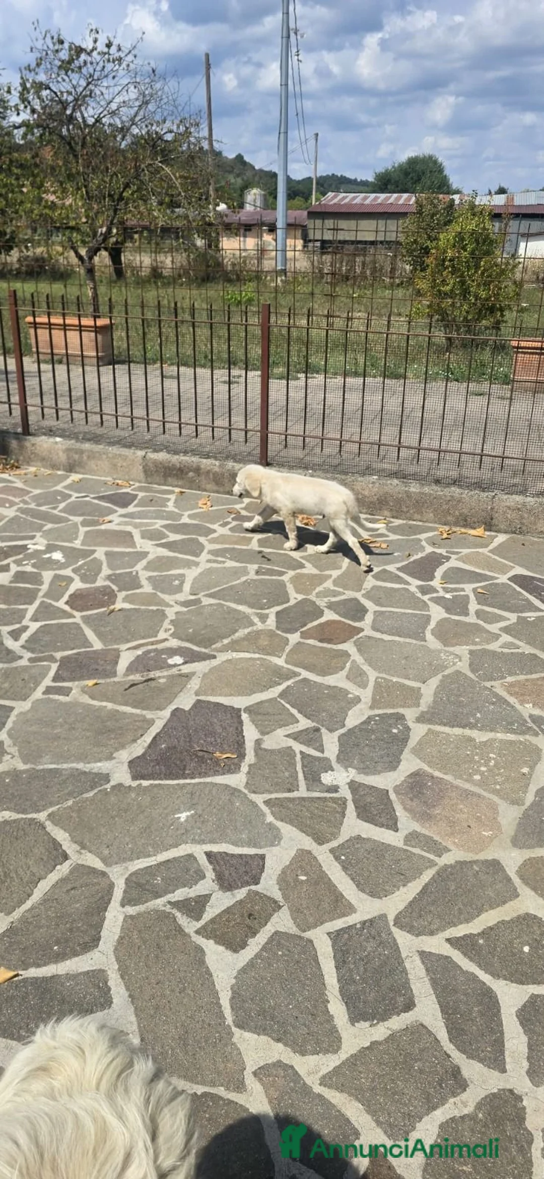 Meticcio cani in regalo: Regalo cucciolo a Città Metropolitana di Firenze - Annuncio 2
