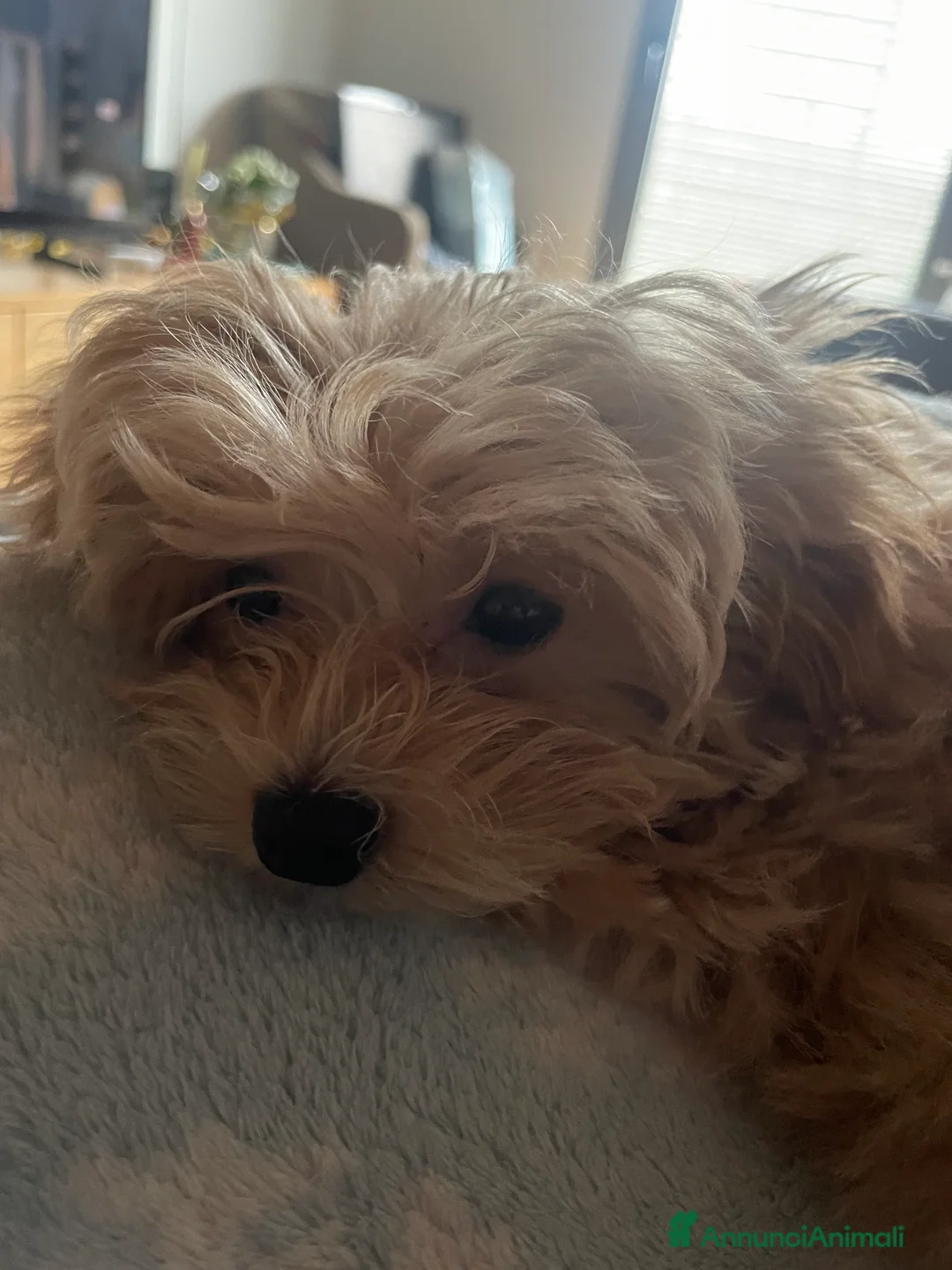 Maltipoo cani in vendita: Cucciolo di maltipoo  a Provincia dell'Aquila - Annuncio 5