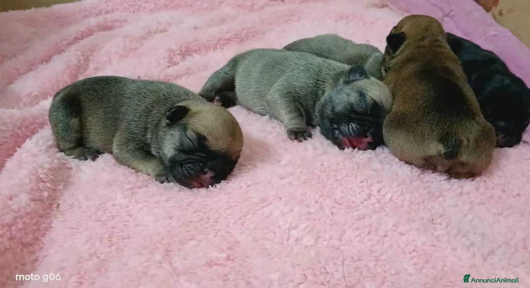Bulldog Francese cani in vendita: Cuccioli bulldog francese  - Annuncio 1
