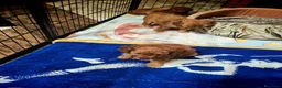 Barboncino cani in vendita: Barboncino nano - Annuncio 7