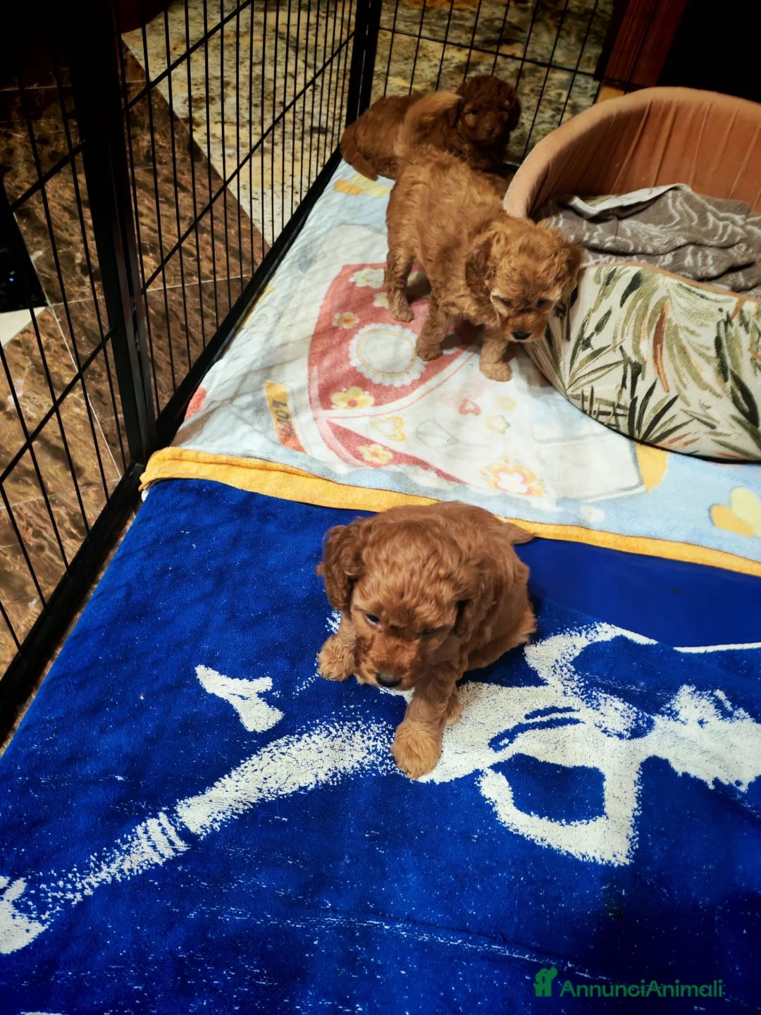 Barboncino cani in vendita: Barboncino nano - Annuncio 7