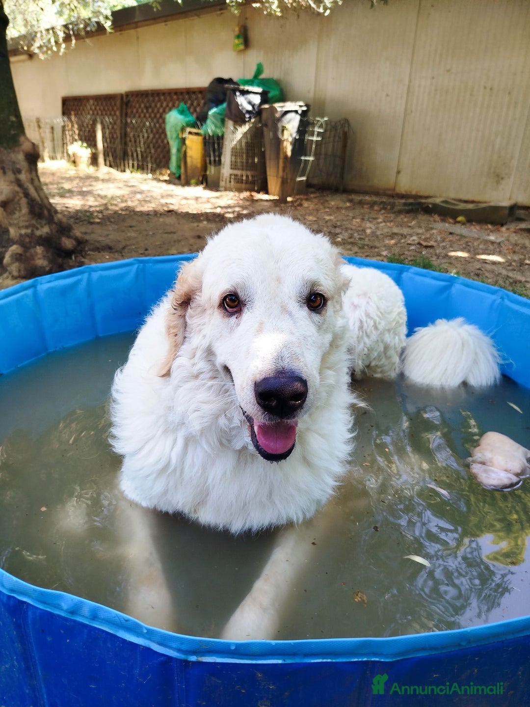 Pastore Maremmano cani in regalo: NICKY il gigante più buono!! - Annuncio 2