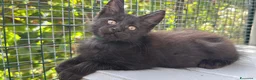 Maine Coon gatti in vendita: Cucciolo di maine coon manto nero (Daiquiri) - Annuncio 11
