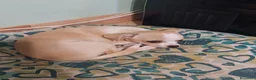 Chihuahua cani in vendita: Cucciola chihuahua femmina con pedigree  - Annuncio 8