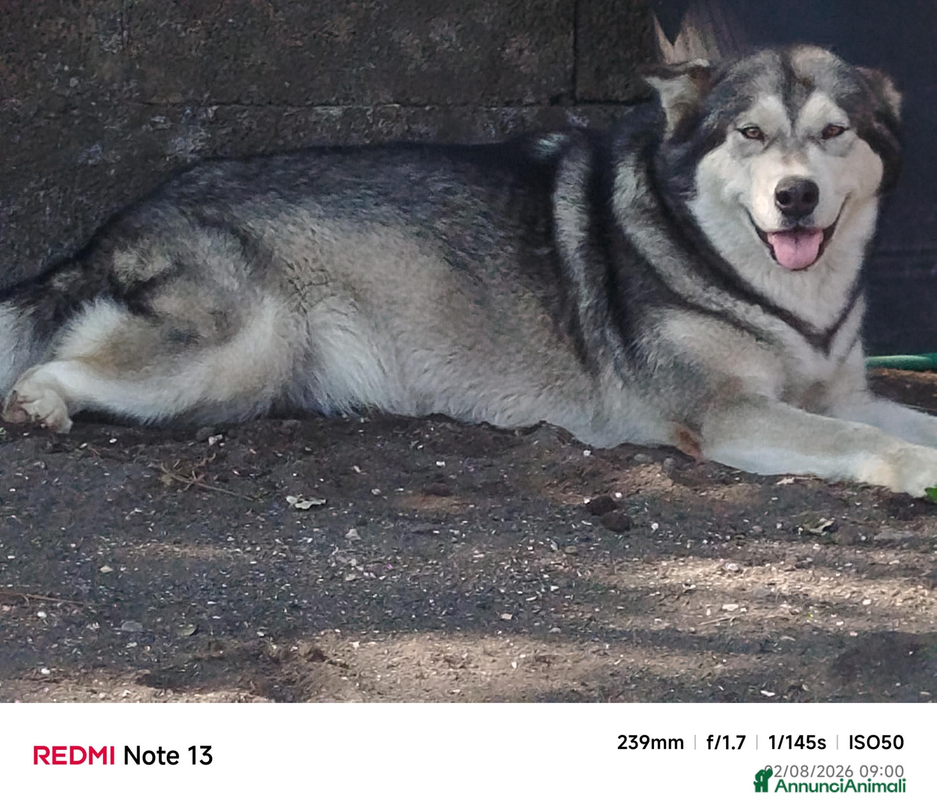 Alaskan Malamute cani Alaskan malamute  - Annuncio 15