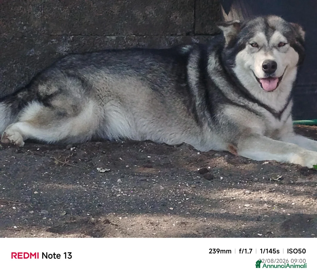 Alaskan Malamute cani in vendita: Alaskan malamute  a Città metropolitana di Catania - Annuncio 1