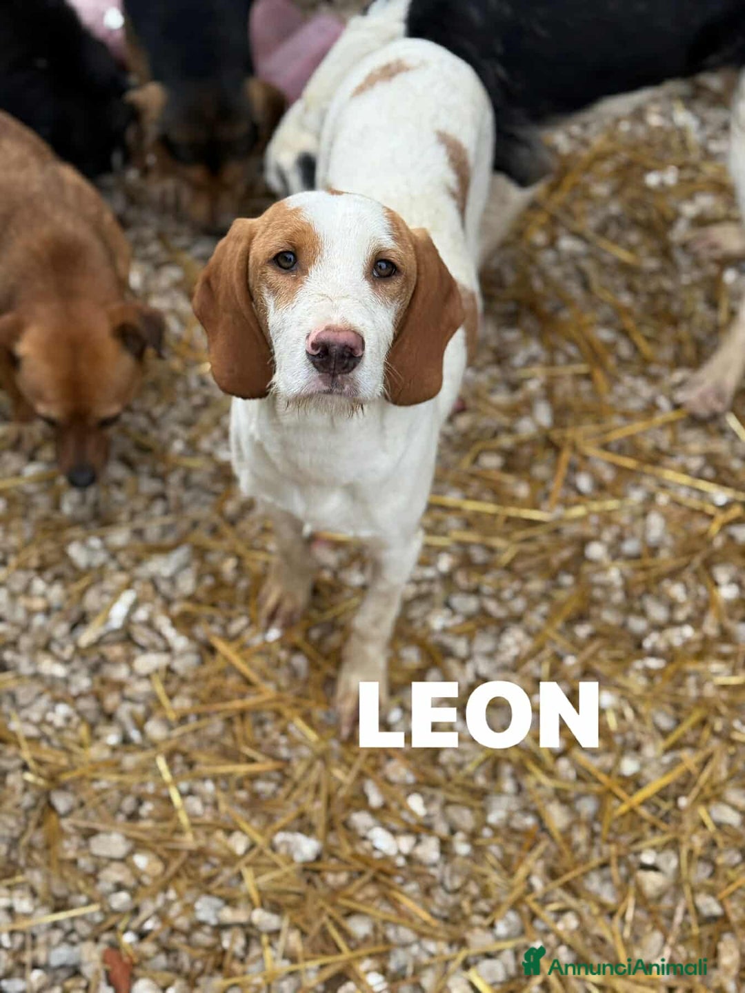 Meticcio cani in regalo: LEON, dolcissimo cucciolone baffuto! Cerca casa - Annuncio 8