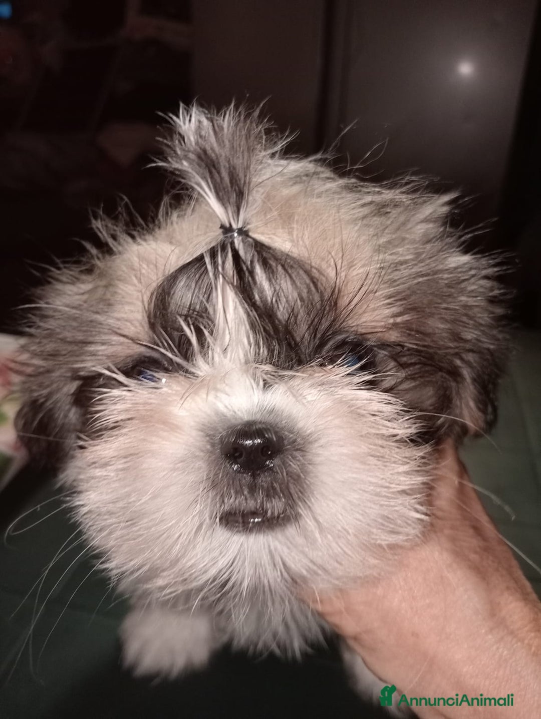 Shih Tzu cani in vendita: Cuccioli di shih Tzu  - Annuncio 1