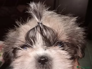 Shih Tzu cani Cuccioli di shih Tzu - Annuncio 1