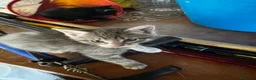 Meticcio gatti in vendita: Gattino - Annuncio 4