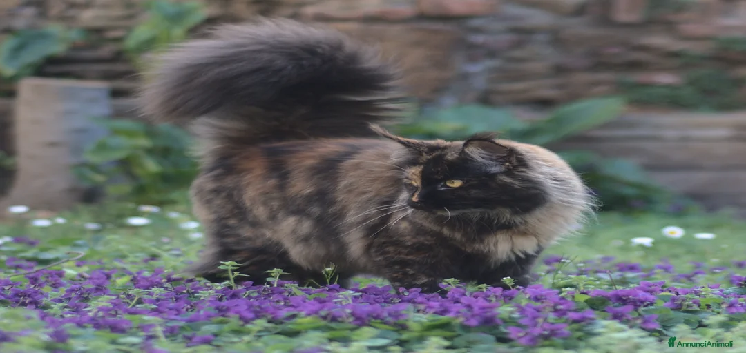 Immagine della galleria {{count}}