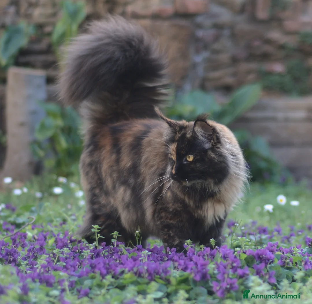 Immagine della galleria {{count}}