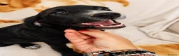Meticcio cani in regalo: lola merlino - Annuncio 4