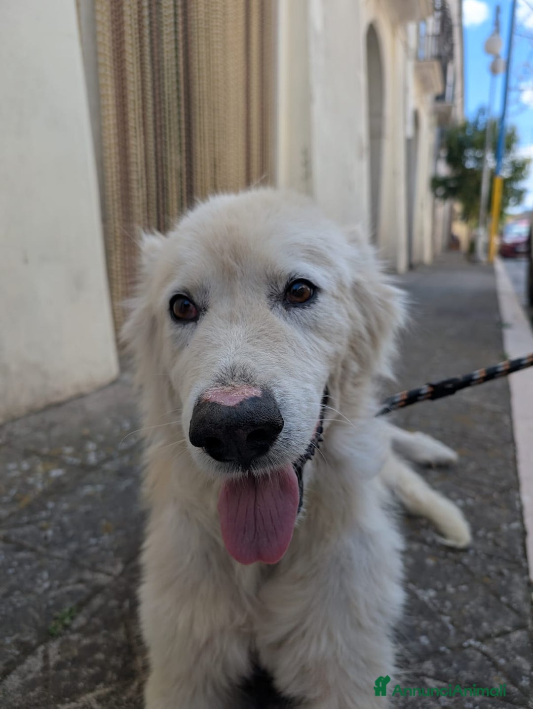 Meticcio cani in regalo: FABIANA MIX MAREMMANO - Annuncio 26