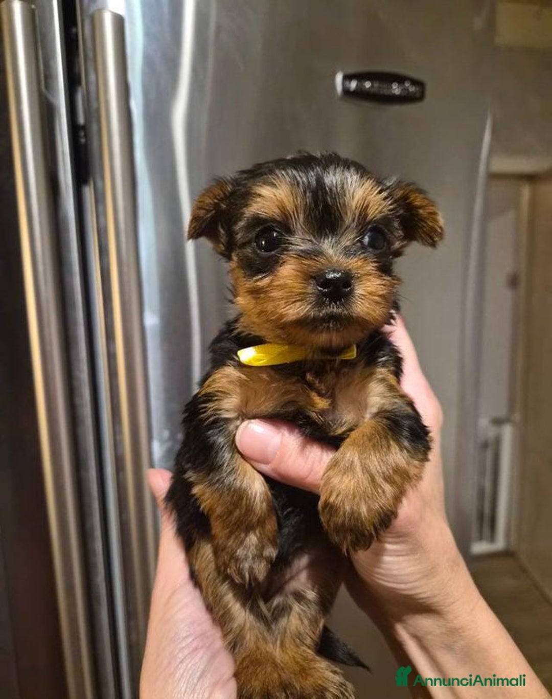 Yorkshire cani in vendita: Bellissimi cuccioli di Yorkshire miniatura da 300g - Annuncio 6