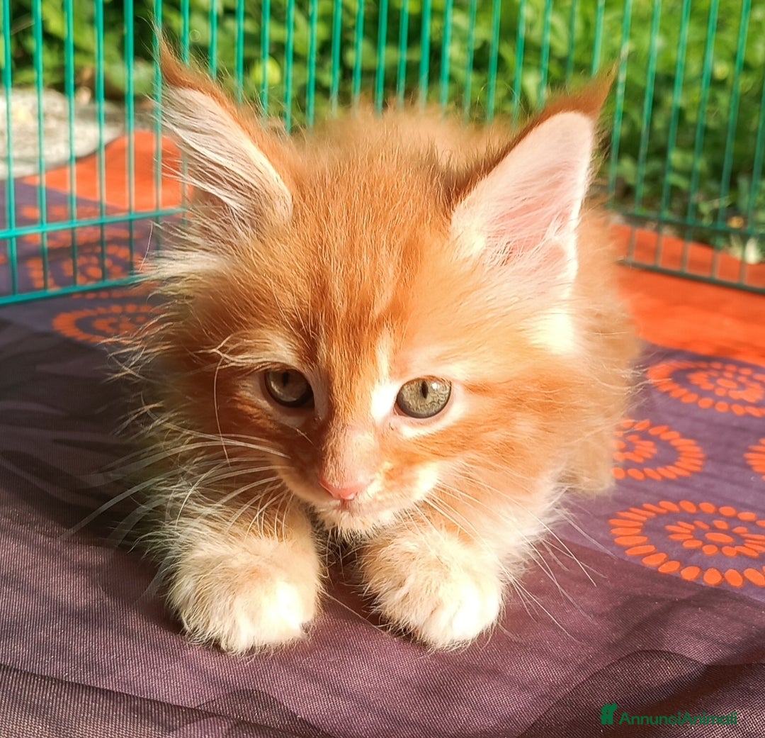 Maine Coon gatti in vendita: Cucciolo Maine Coon pedigree Red Tabby Blotched  - Annuncio 5