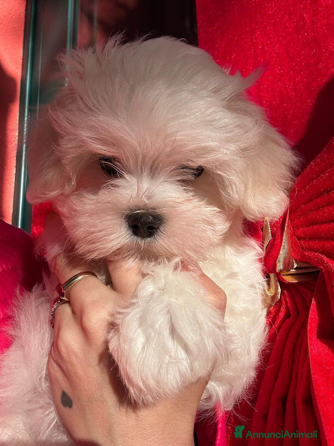 Maltese cani in vendita: Cuccioli di maltese con pedigree ENCI  - Annuncio 13
