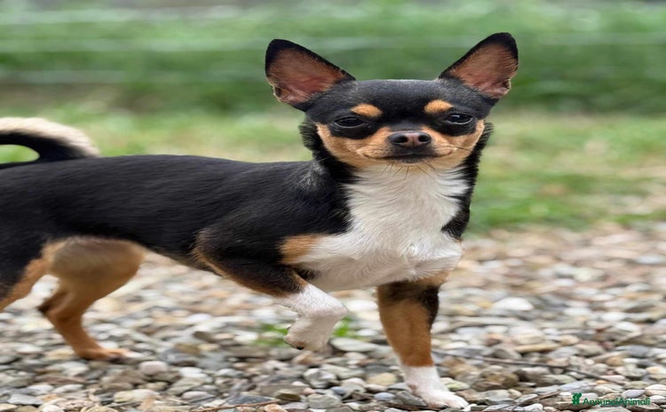 Chihuahua cani - Annuncio 1