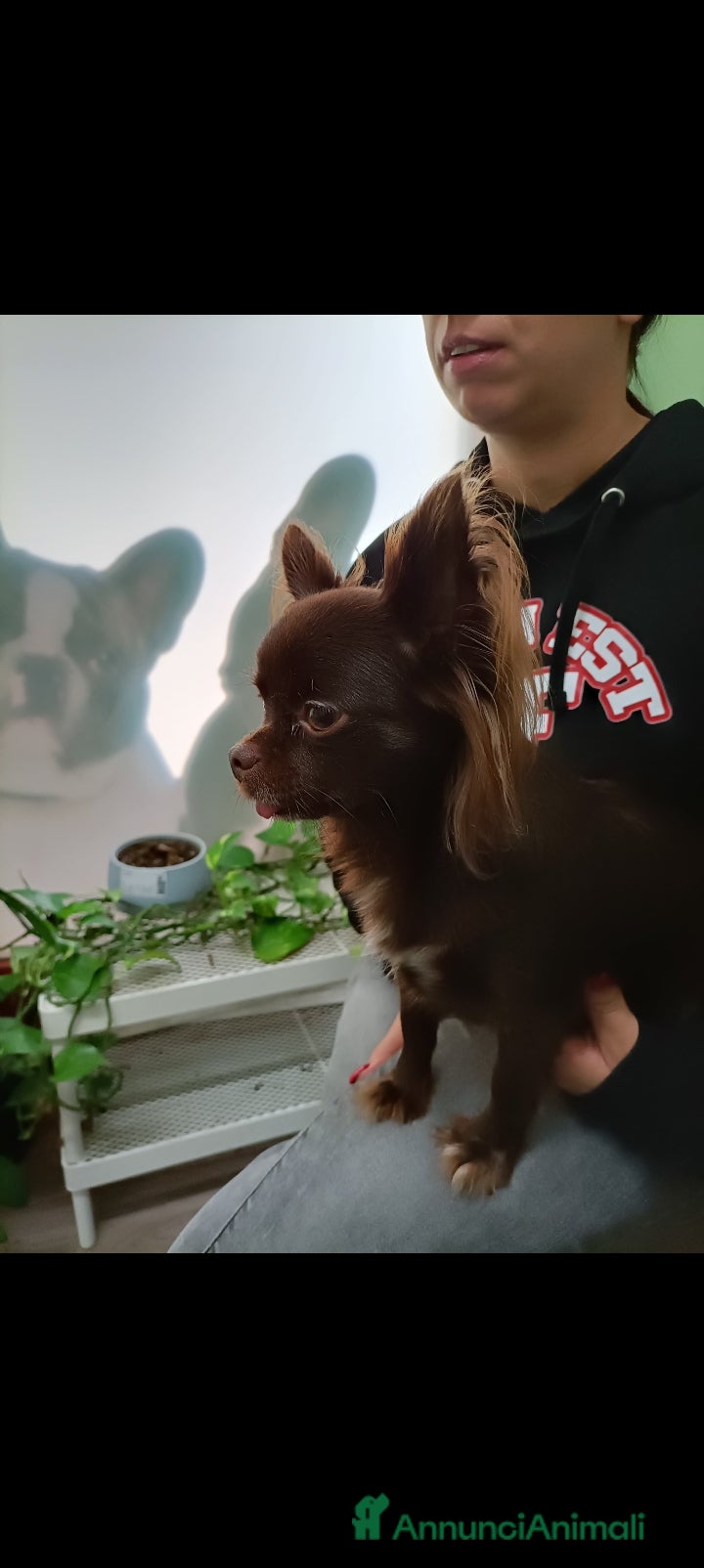 Chihuahua cani Chihuahua 2 femmine 1 cioccolato e 1 blu - Annuncio 2