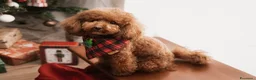 Barboncino Toy cani per accoppiamento: Barboncino Toy per accoppiamento  - Annuncio 1