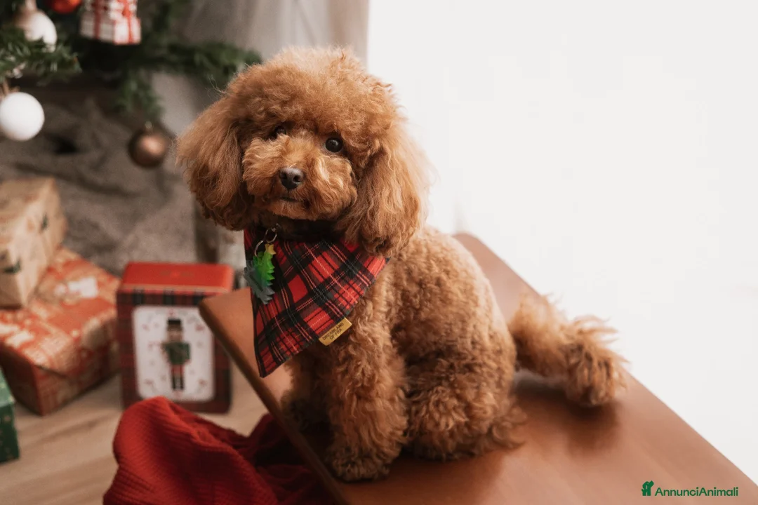 Barboncino Toy cani per accoppiamento: Barboncino Toy per accoppiamento  - Annuncio 1