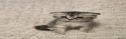 Scottish gatti in vendita: Scottish fold e Straight - Annuncio 2