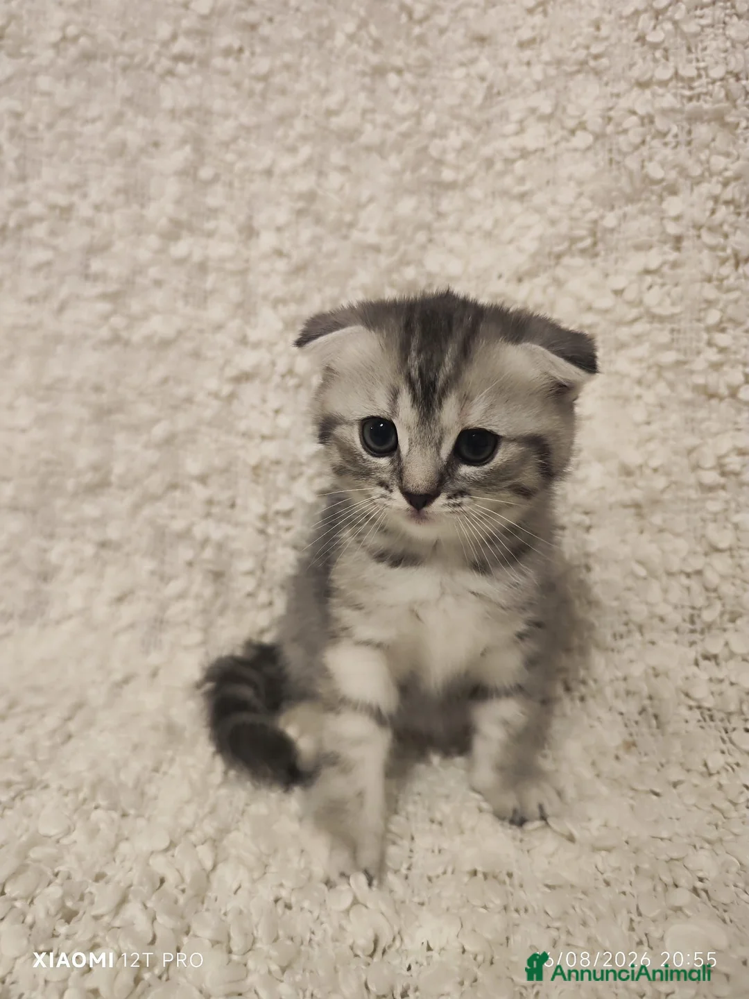 Scottish gatti in vendita: Scottish fold e Straight - Annuncio 2