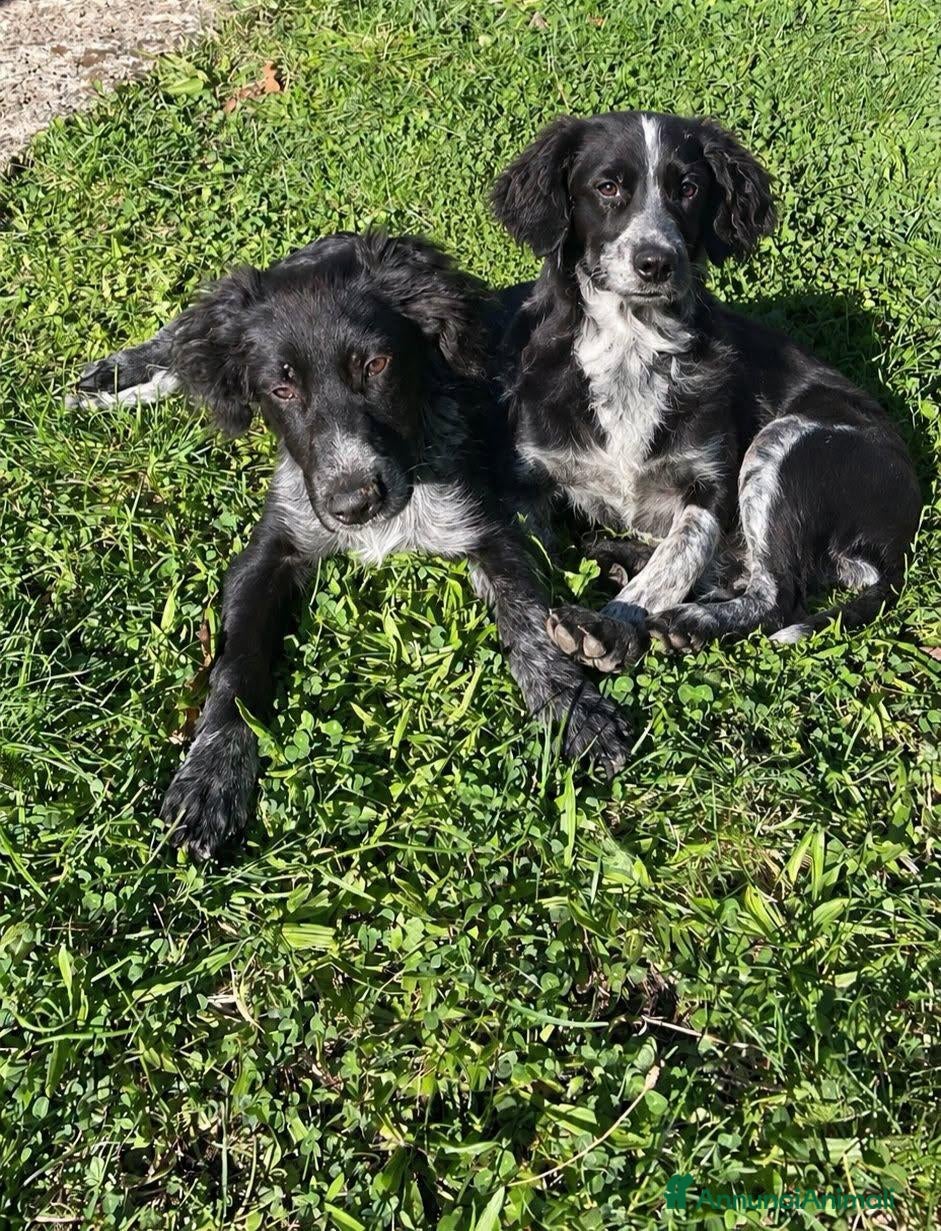 Meticcio cani Dark e Milo - Annuncio 17