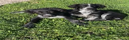 Meticcio cani in regalo: Dark e Milo - Annuncio 1