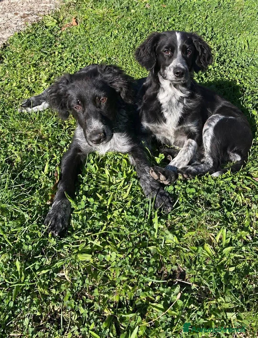 Meticcio cani in regalo: Dark e Milo - Annuncio 1