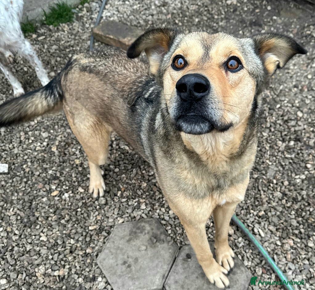 Meticcio cani Fargo 3 anni Taglia media grande  - Annuncio 1