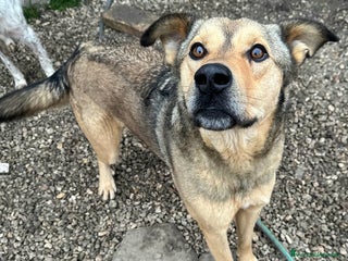 Meticcio cani Fargo 3 anni Taglia media grande - Annuncio 1