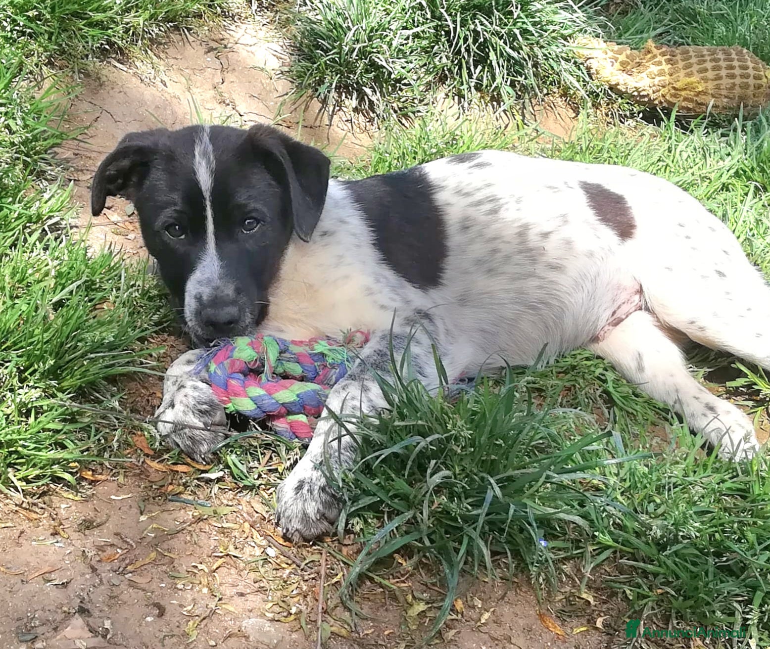 Meticcio cani ZACK MIX SETTERINO  - Annuncio 16