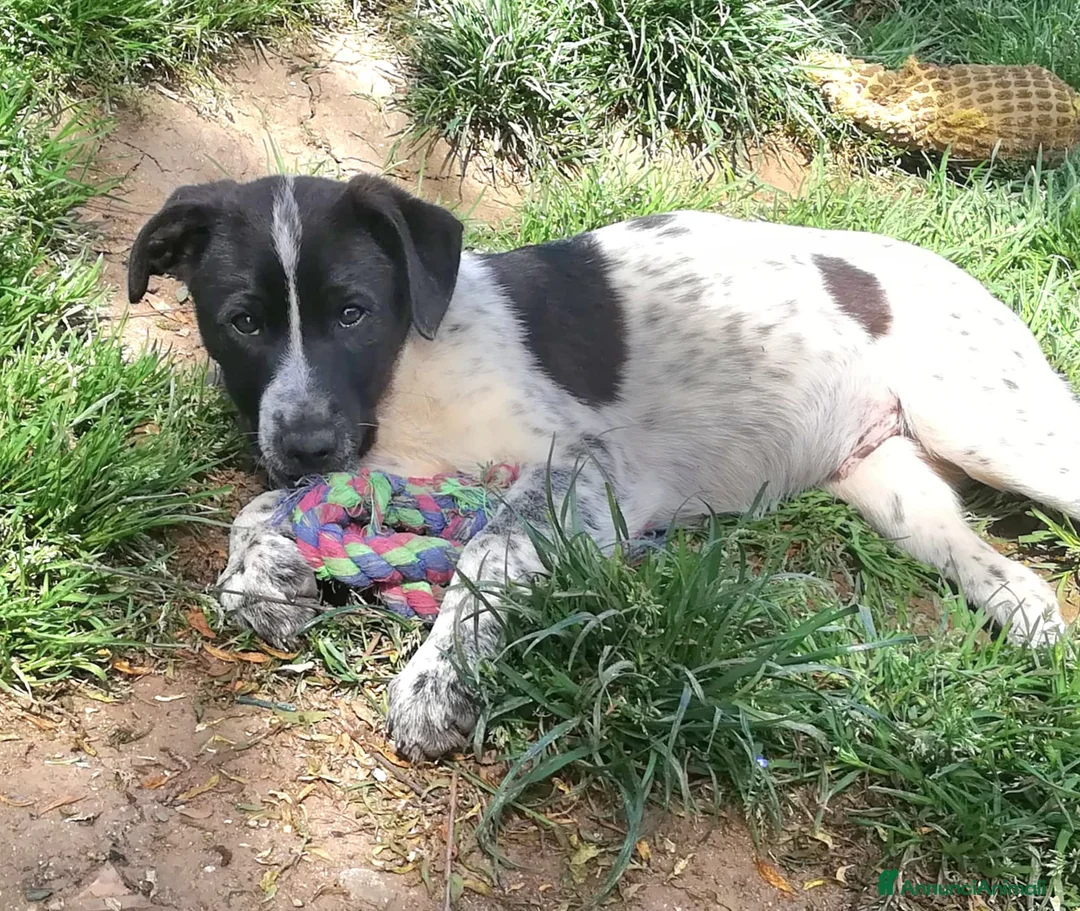 Meticcio cani in regalo: ZACK MIX SETTERINO  a Provincia di Varese - Annuncio 1