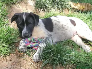 Meticcio cani ZACK MIX SETTERINO - Annuncio 21