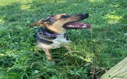 Meticcio cani in regalo: Pastorina 10mesi tg media PADOVA URGE CASA a Città metropolitana di Milano - Immagine 4