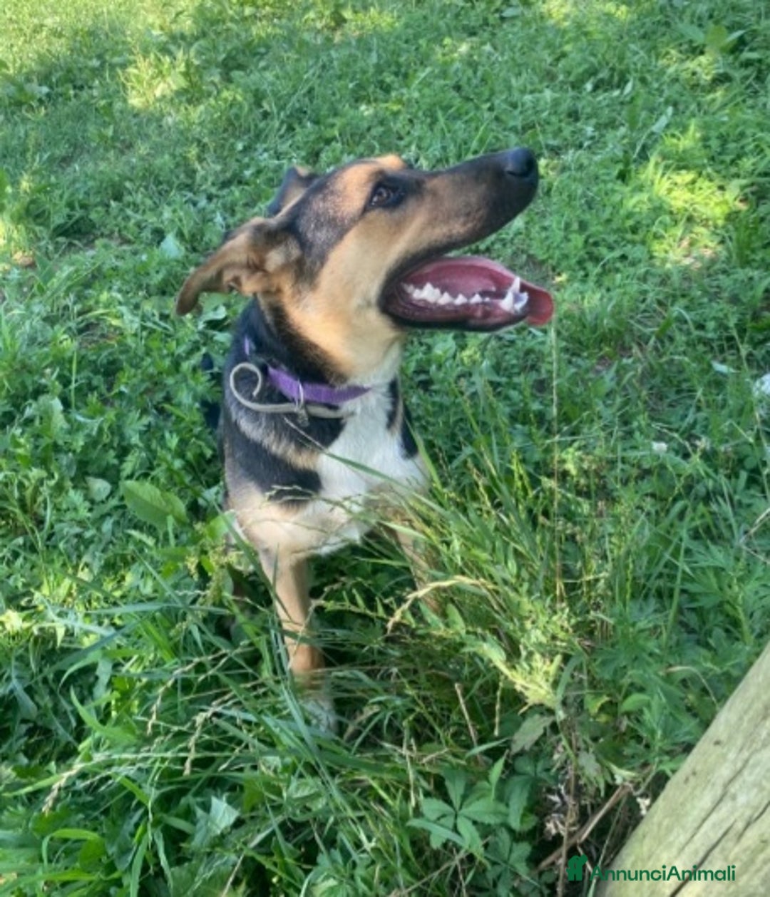 Meticcio cani in regalo: Pastorina 10mesi tg media PADOVA URGE CASA a Città metropolitana di Milano - Immagine 4