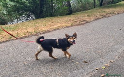 Meticcio cani in regalo: ACHILLE, 6 ANNI, TG PICCOLA, 9.5 KG. a Provincia di Bergamo - Immagine 6