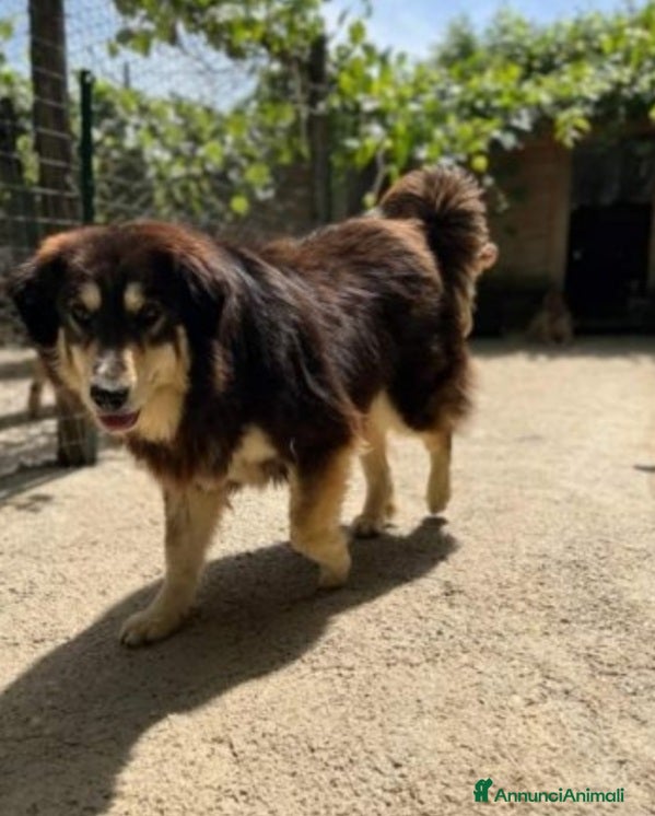 Meticcio cani Lady 4anni,pelo lungo,tolta 2anni fa da 1lager SUD a Città metropolitana di Milano - Annuncio 17