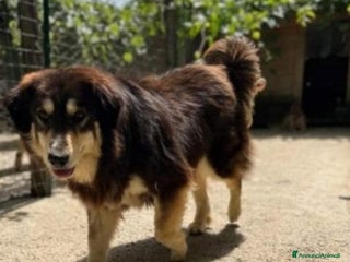 Meticcio cani Lady 4anni,pelo lungo,tolta 2anni fa da 1lager SUD a Città metropolitana di Milano - Annuncio 17