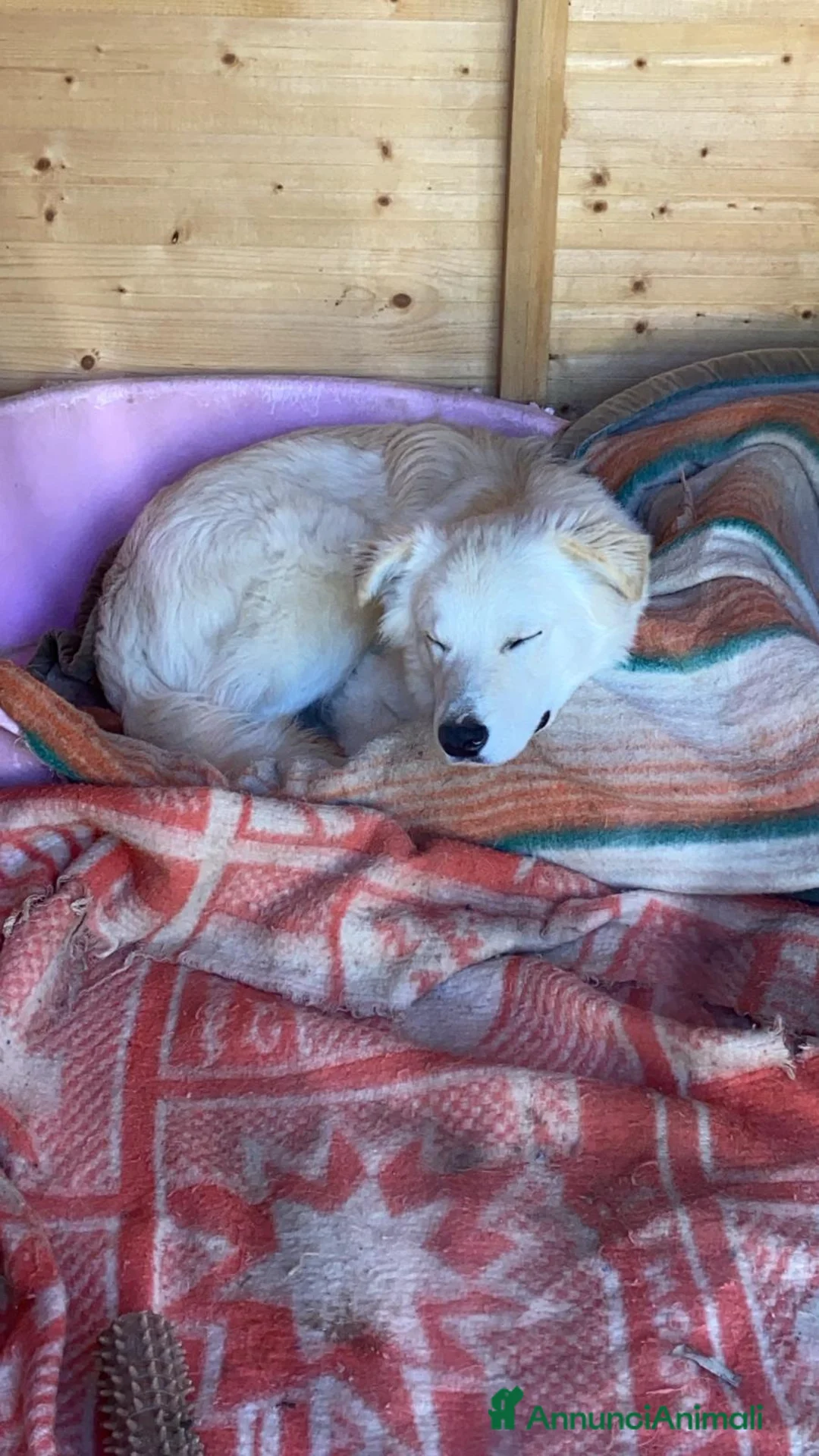 Meticcio cani in regalo: SIMPATICI E TENERI FRATELLINI - Annuncio 13